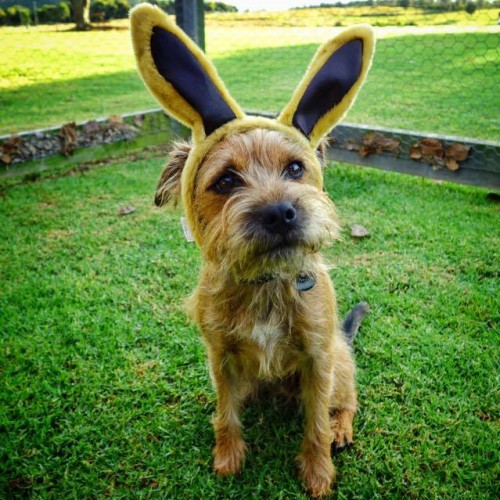 Easter dog